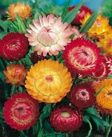 resized640_Flori de Pai mix (0,5 g), seminte plante ornamentale Helichrysum bracteatum, imortele colorate, Opal 5g.webpFlori de Pai mix (0,5 g), seminte plante ornamentale Helichrysum bracteatum, imortele colorate, Opal